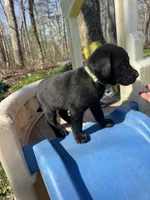 Margo, a female Labrador Retriever for sale in Evensville, TN – Photo 5 of 6