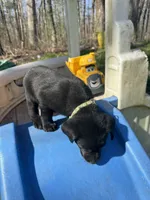 Margo, a female Labrador Retriever for sale in Evensville, TN – Photo 3 of 6