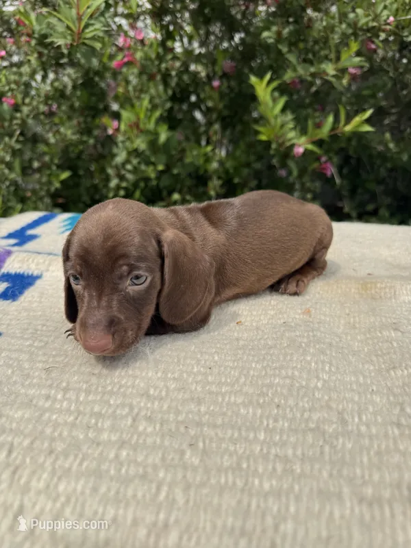 Teddy – Miniature Dachshund puppy on hold in Evensville, TN