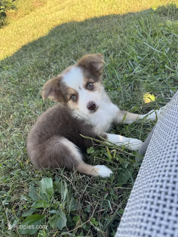 Cranberry – Miniature Australian Shepherd puppy for sale in Evensville, TN