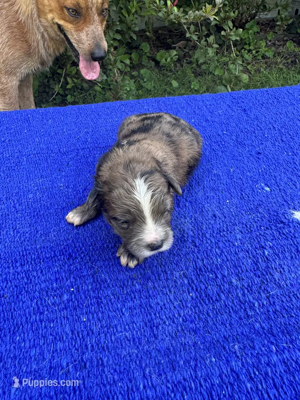 Zebra Cake – Miniature Aussiedoodle puppy for sale in Evensville, TN