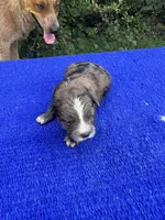 Zebra Cake, a male Miniature Aussiedoodle for sale in Evensville, TN – 1 of 9