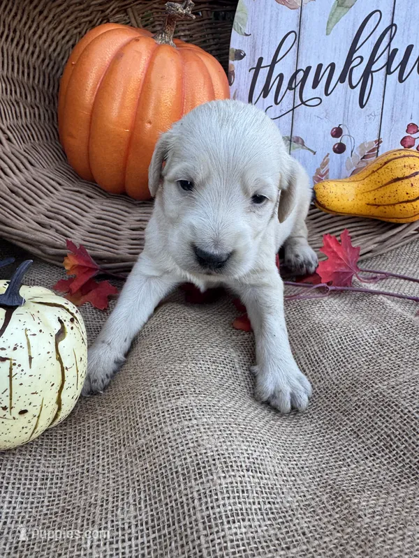 Portlyn – Labradoodle puppy for sale in Evensville, TN