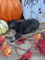 Phillipa, a male Miniature Schnauzer and Schnoodle for sale in Evensville, TN – 4 of 5