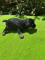 Density, a female Schnoodle for sale in Evensville, TN – 10 of 10