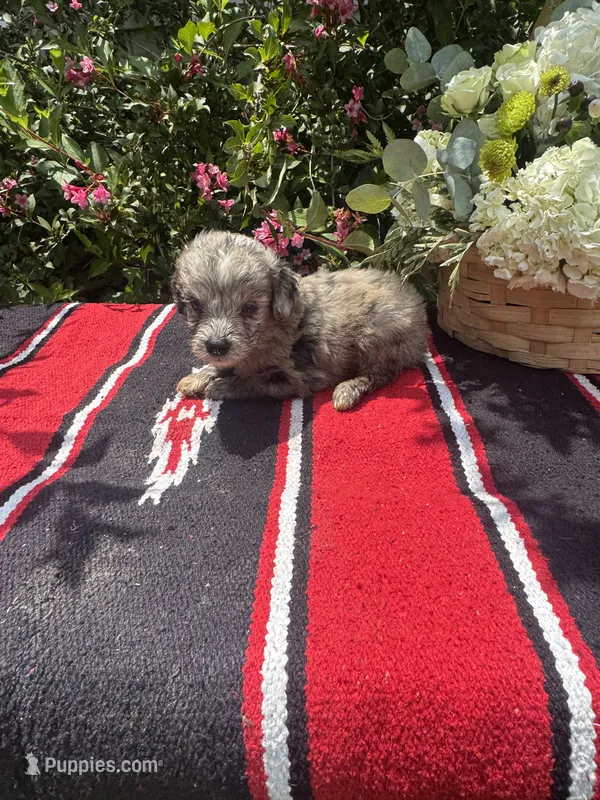 Snickerdoodle – Miniature Aussiedoodle puppy for sale in Evensville, TN