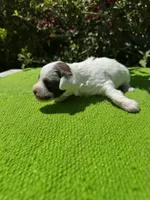Birdie, a female Schnoodle for sale in Evensville, TN – 8 of 9