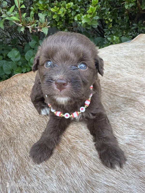 Rubi – Miniature Aussiedoodle puppy for sale in Evensville, TN