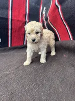 Creek, a male Miniature Schnauzer and Poodle - Miniature  for sale in Evensville, TN – 6 of 9