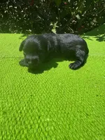 Elaretta, a female Schnoodle for sale in Evensville, TN – 4 of 8