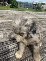 Snickerdoodle, a male Miniature Aussiedoodle for sale in Evensville, TN – 4 of 7