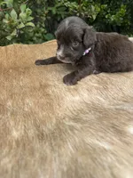 Alara, a female Miniature Aussiedoodle for sale in Evensville, TN – 3 of 6
