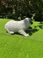 Lassy, a female Schnoodle for sale in Evensville, TN – 6 of 8