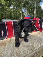 Richie, a male Schnoodle for sale in Evensville, TN – 6 of 7