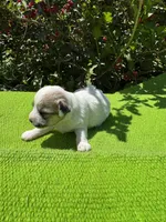 Lassy, a female Schnoodle for sale in Evensville, TN – 3 of 8