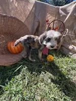 Zebra Cake, a male Miniature Aussiedoodle for sale in Evensville, TN – 7 of 9