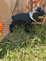 River, a male Miniature Schnauzer and Poodle - Miniature  for sale in Evensville, TN – 4 of 6