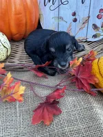 Ozora, a female Miniature Schnauzer and Schnoodle for sale in Evensville, TN – 2 of 7