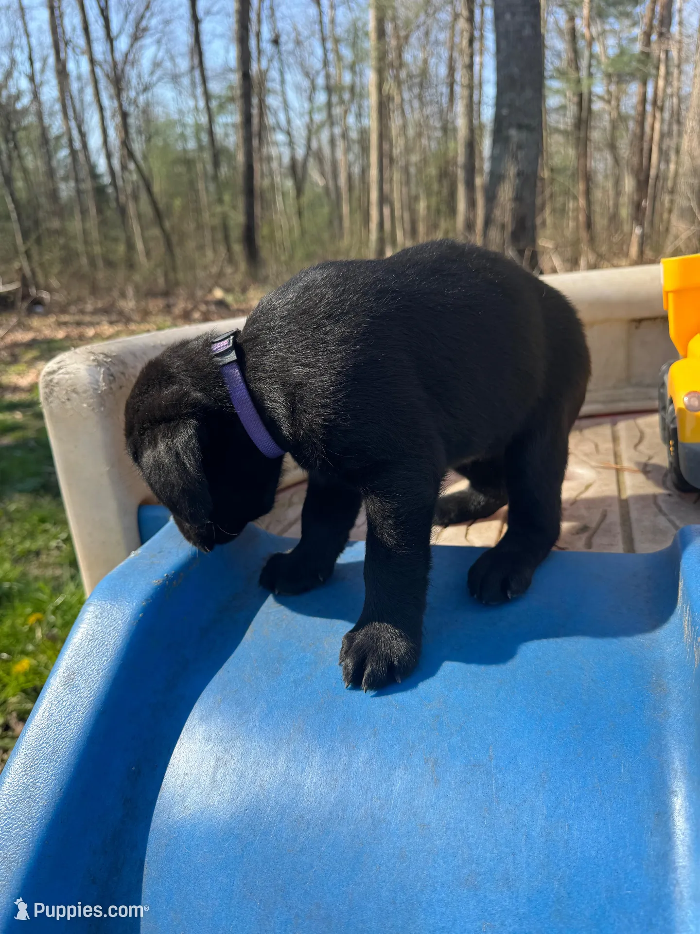 Mango, a female Labrador Retriever for sale in Evensville, TN – Photo 5 of 8