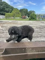 Fudge Round, a female Miniature Aussiedoodle for sale in Evensville, TN – 7 of 7