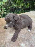Dax, a male Miniature Aussiedoodle for sale in Evensville, TN – 6 of 9
