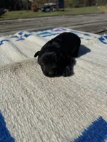 Taco, a male Giant Schnauzer for sale in Evensville, TN – 1 of 6