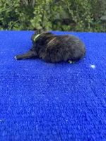Moon Pie, a male Miniature Aussiedoodle for sale in Evensville, TN – 4 of 8