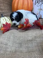 Nilsa, a female Schnoodle and Poodle - Miniature  for sale in Evensville, TN – 7 of 7