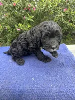 Iris, a female Sheepadoodle for sale in Evensville, TN – 4 of 5