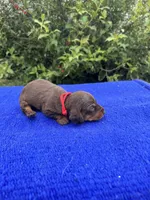 Sadie, a female Miniature Dachshund for sale in Evensville, TN – 9 of 10