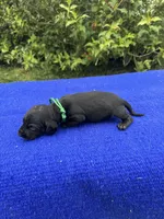 Oliver, a male Miniature Dachshund for sale in Evensville, TN – 8 of 8