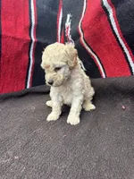 Creek, a male Miniature Schnauzer and Poodle - Miniature  for sale in Evensville, TN – 9 of 9