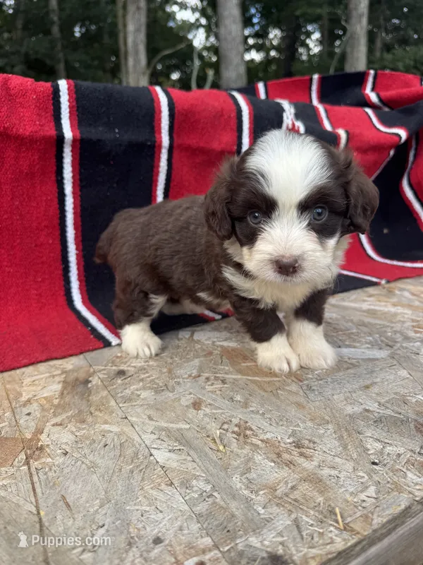 Brody – Miniature Aussiedoodle puppy for sale in Evensville, TN