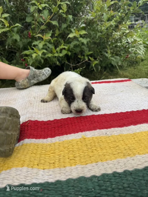 Shadow – Australian Cattle Dog puppy for sale in Evensville, TN
