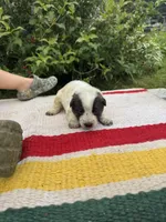 Shadow, a female Australian Cattle Dog for sale in Evensville, TN – 1 of 7