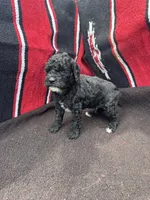 Ocean, a male Miniature Schnauzer and Poodle - Miniature  for sale in Evensville, TN – 7 of 8