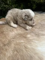 Koa, a male Miniature Aussiedoodle for sale in Evensville, TN – 9 of 9