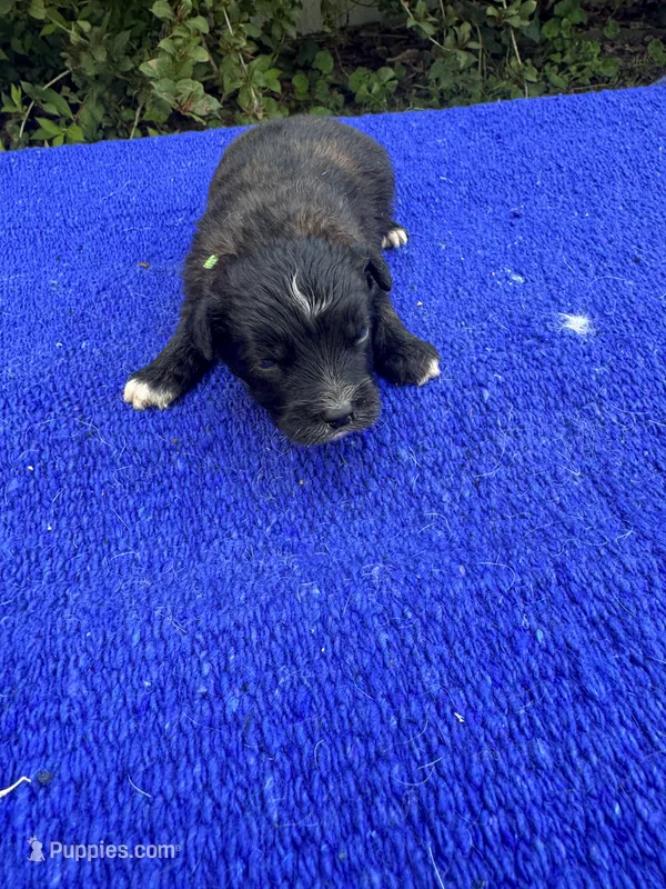 Moon Pie – Miniature Aussiedoodle puppy for sale in Evensville, TN