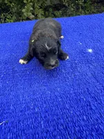 Moon Pie, a male Miniature Aussiedoodle for sale in Evensville, TN – 1 of 8