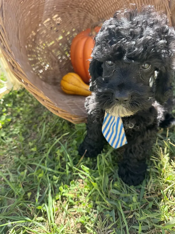 Ocean – Miniature Schnauzer, Poodle - Miniature  puppy for sale in Evensville, TN