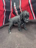 Ocean, a male Miniature Schnauzer and Poodle - Miniature  for sale in Evensville, TN – 6 of 8
