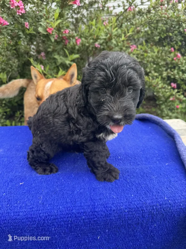 Zane – Sheepadoodle puppy for sale in Evensville, TN