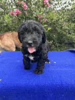 Zane, a male Sheepadoodle for sale in Evensville, TN – 8 of 9
