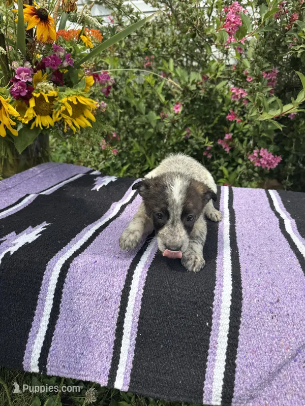 Shadow – Australian Cattle Dog puppy for sale in Evensville, TN