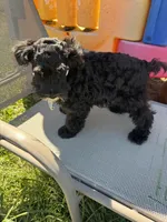 Richie, a male Schnoodle for sale in Evensville, TN – 5 of 7