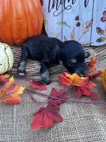 Ozora, a female Miniature Schnauzer and Schnoodle for sale in Evensville, TN – 5 of 7
