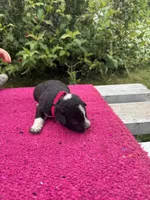 Willow, a female Australian Cattle Dog for sale in Evensville, TN – 9 of 10