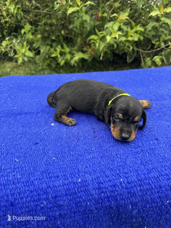 Charlie – Miniature Dachshund puppy for sale in Evensville, TN