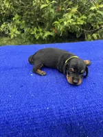 Charlie, a male Miniature Dachshund for sale in Evensville, TN – 1 of 10