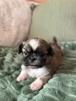 Tiny, a male Pekingese for sale in Waller, TX – 3 of 3